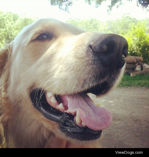 Axel, my best bud on the farm I interned at this summer.