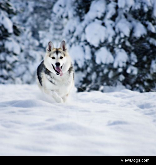 This is my girl, Maxi. She is a Husky Shepard mix, and she Loves…