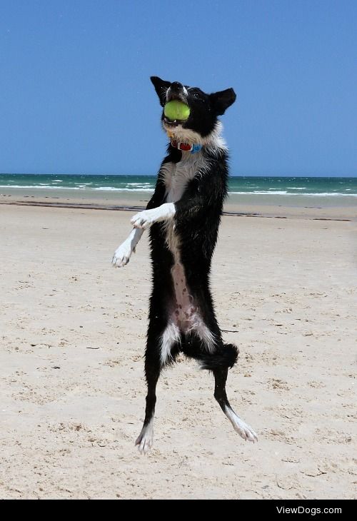 Amelia love the beach today! #border collie