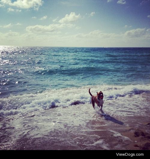 Ball and the Beach What More Could A Dog Ask For!