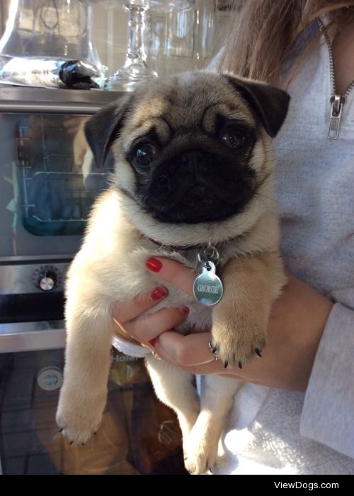 This is George! He is an 8 week old pug puppy.