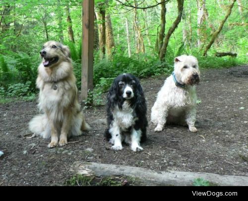 Jack (Australian Shepherd X), Maya (Sheltie X) and Piper…