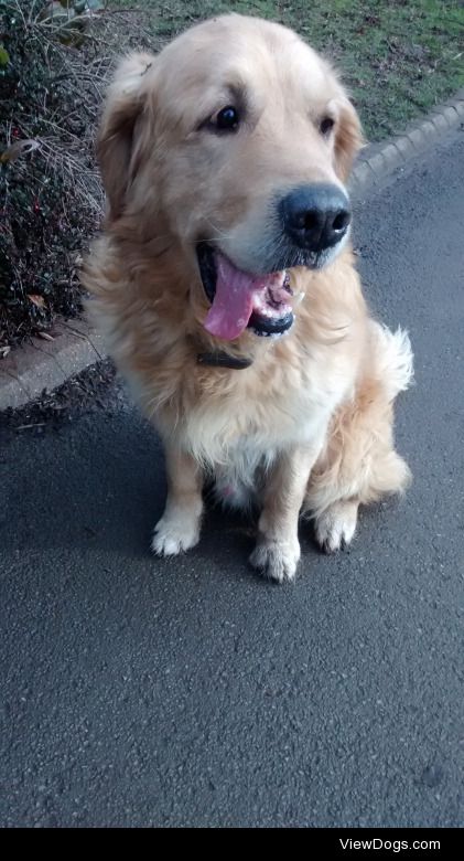 Alfie the Golden Retriever :)