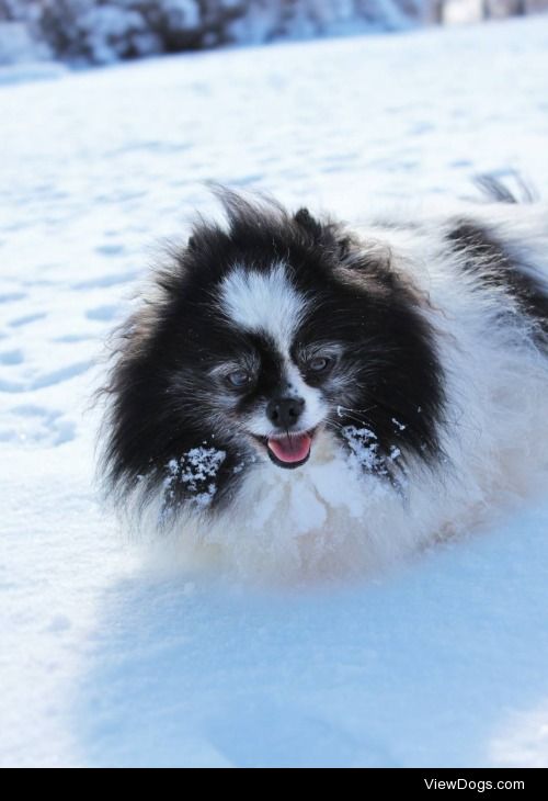 Panda wasn’t supposed to live through his first winter. He…