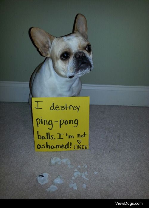 Ping-Pong Ball Buster

Okie barks and cries every time we play…