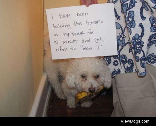 The Great Banana Showdown

Our dog trainer taught us that…