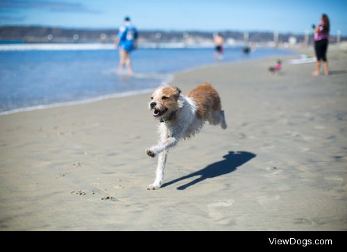 Dogs at Coronado BeachAliya Weise