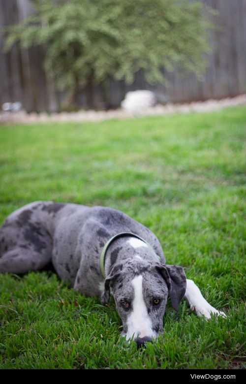 Great Dane dog
| 

Juan Carlos Canez