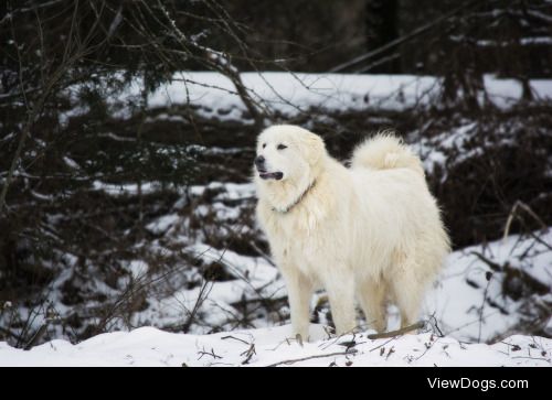 Proud Pyr