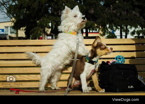 Bado (1,5 years westie) and Nuvi (2 months old border…