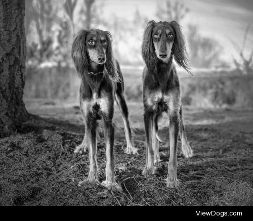 Two beautiful Salukis
Photo taken by norwegian dog…