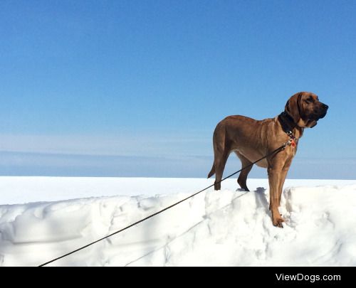 Daisy has conquered the drift atop frozen Lake…