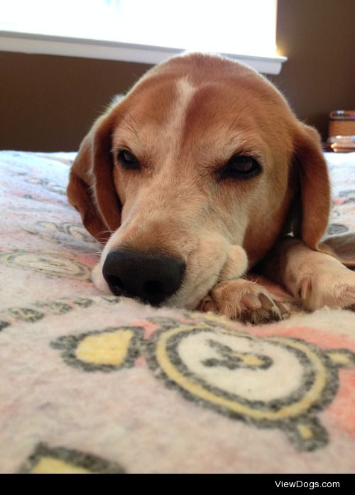 My little beagle, Chip..what a cutie!