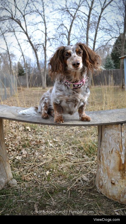 coloradohounds:

Such sass.