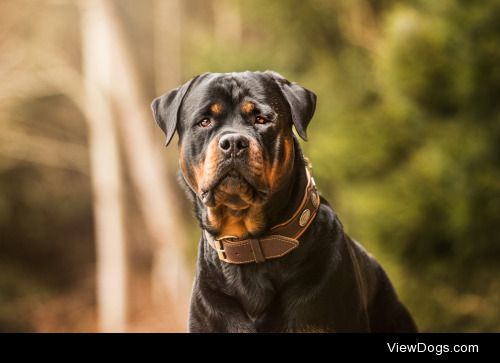 Rottweiler | Kostadinka Todorovic