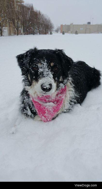My two year old Border Collie, Sam, playing in the snow.