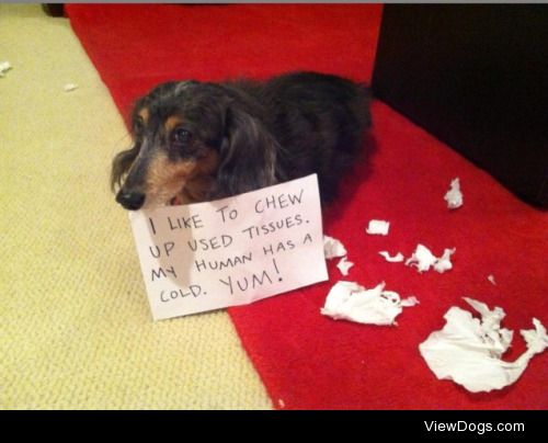 Delicious, delicious tissues

Sign reads: I like to chew up used…