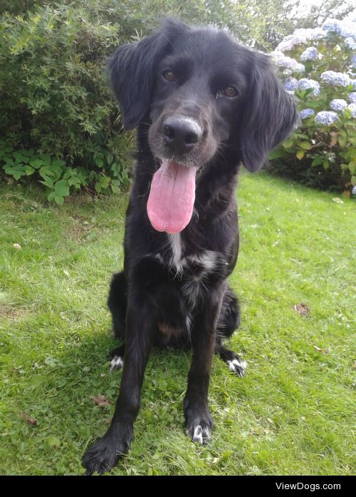 Georgie the Irish red setter x border collie.