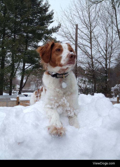 Haley, our Brittany rescue.  Pastimes include running as fast as…