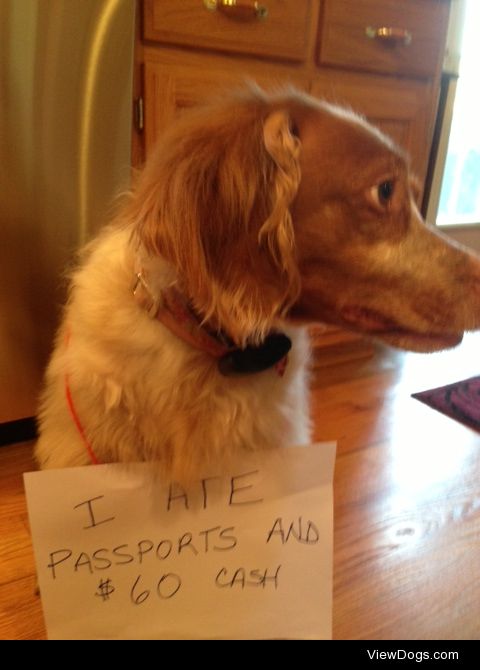 Spring Break? I don’t think so.

My dog really did eat passports…
