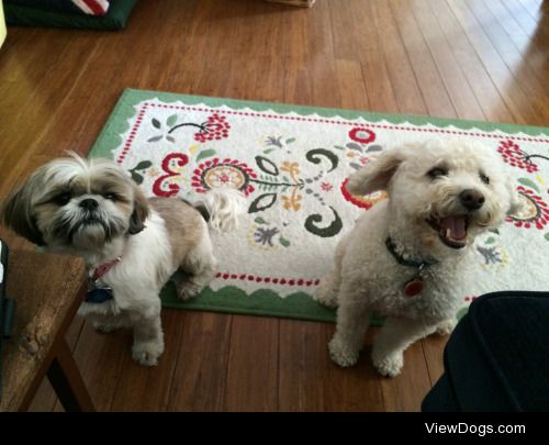 Casey (left) and Willie (Right). This photo actually belongs to…