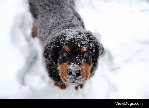 Jethro is getting bigger and his affinity for snow hasn’t…