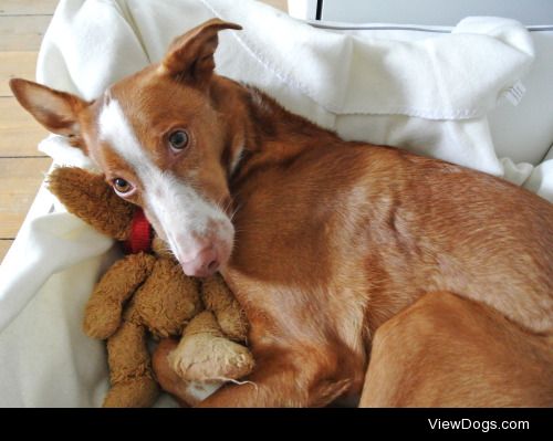 Cody and his toy Dexter.