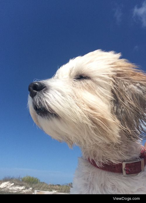 Annie at the beach!