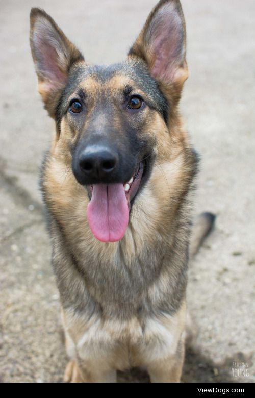 shepherd-tails:

3/27/2015Avery.