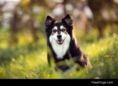 Finnish Lapphund |


Mel Miles