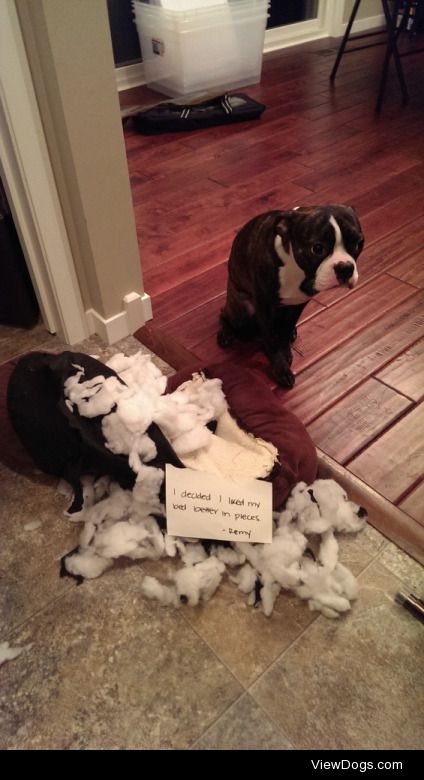 Best Shameful Looks: Boston Terriers

I decided I like my bed…