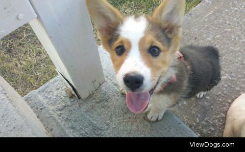 My 3 year old corgi, Korben, when he was just a little dude.