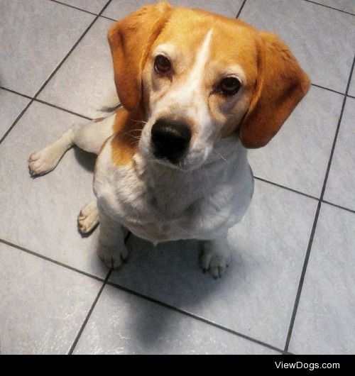 Berci the 7 yrs old beagle