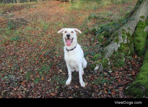 This is Mylo, he is a german shepherd x golden retriever and he…