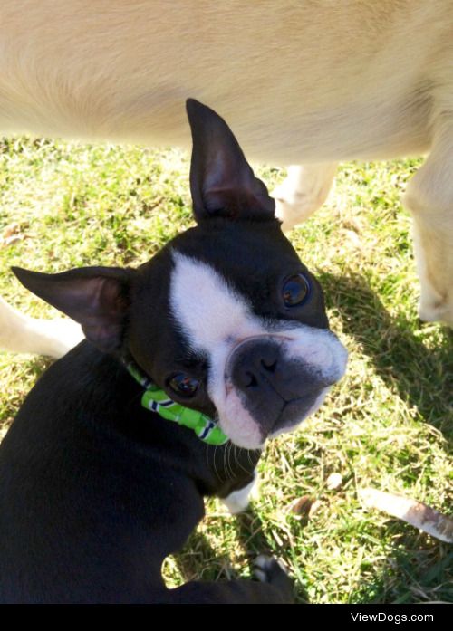 Our new Boston Terrier, Scout! She’ll turn seven months old in a…