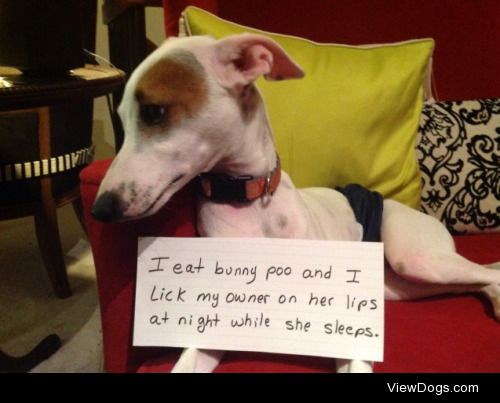 Bad Taste in Mouth

Spreckles, our Italian Greyhound likes to…