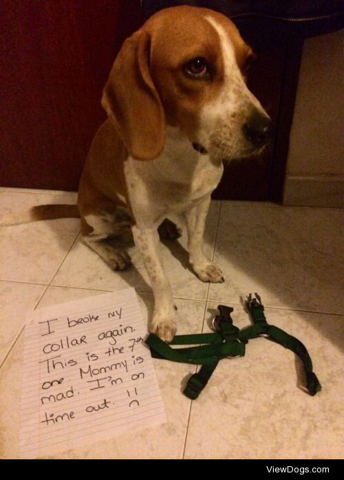 Luca Scissor Teeth

Luca is my 8 month old beagle. In a span of…