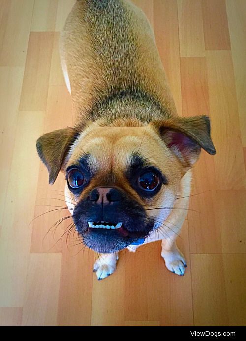 Penelope the Chug is ready for the weekend!
Follow Penelope at:…