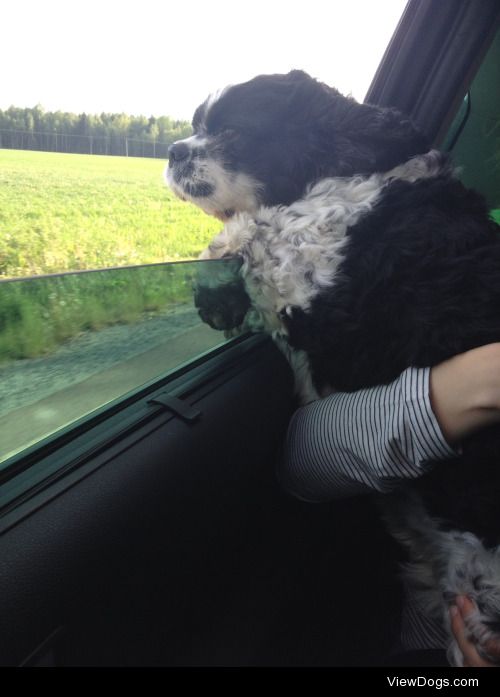 My spaniel mix Eddie enjoying the wind. I love him to death!