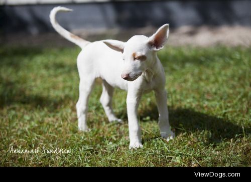 Ibizan Hound puppy
| 

Annamari Sundgren