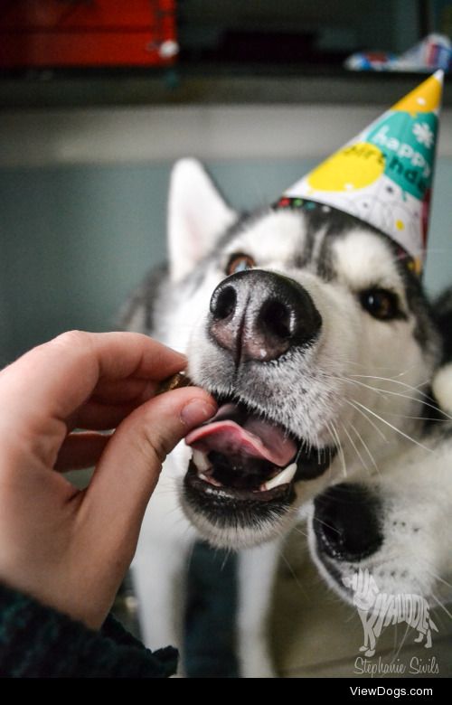 huskyhuddle:

Hubble gets a birthday treat!Nov. 19th 2014!