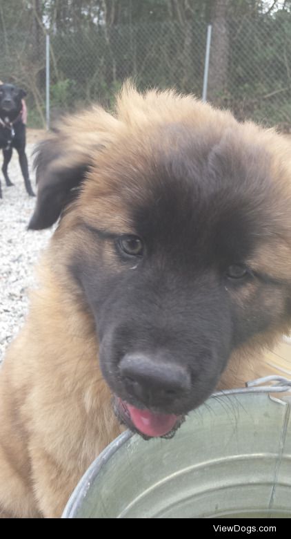 Aldo, 3 months.
Azalea in the background, 1 year.