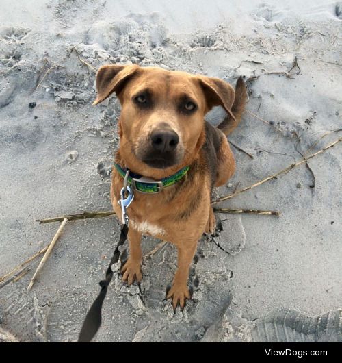 Rin Tin Tin is such a beach dog! 