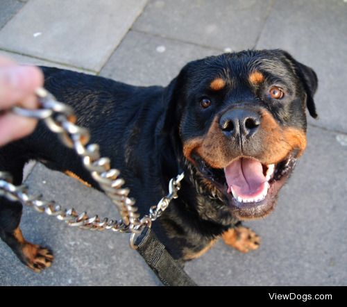 Ollie, the smiling dog 