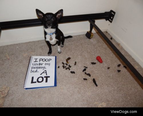 Mine Field

I adopted my dog 2 months ago, and I thought he was…