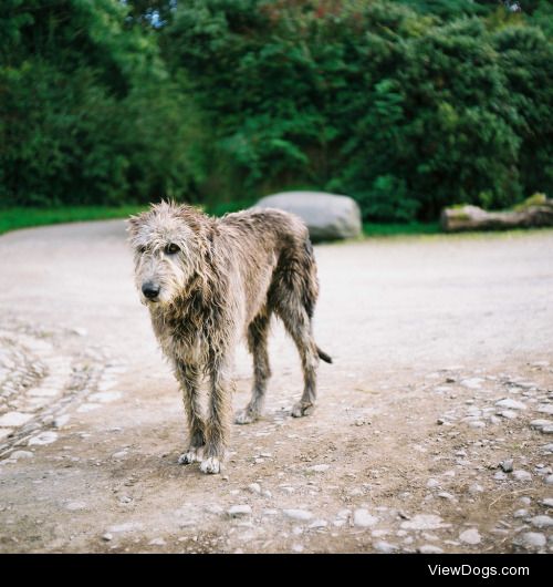 Ailbhe O’Donnell | ~ Irish Wolfhound ~