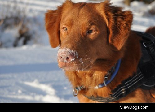 Flinn in the snow by Laila