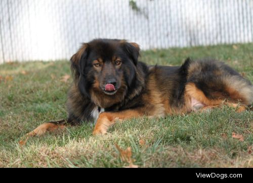 My pretty boy enjoying the warm weather. He’s a rescue dog named…