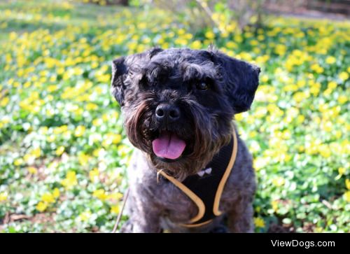 This is Pete the Schnoodle. He’s a schnauzer-poodle mix, but I’m…