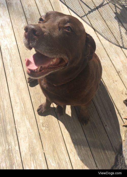 a happy Holly in the sunshine 